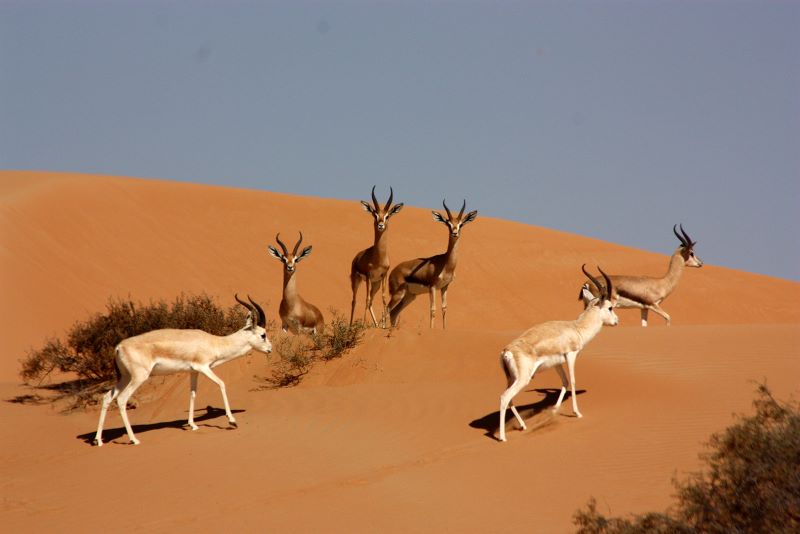 Discover the Fascinating Wildlife of the Dubai Desert